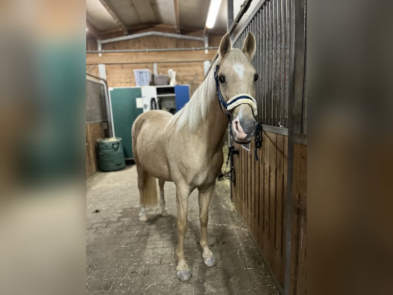 Duitse rijpony Merrie 13 Jaar 148 cm Palomino in Forst