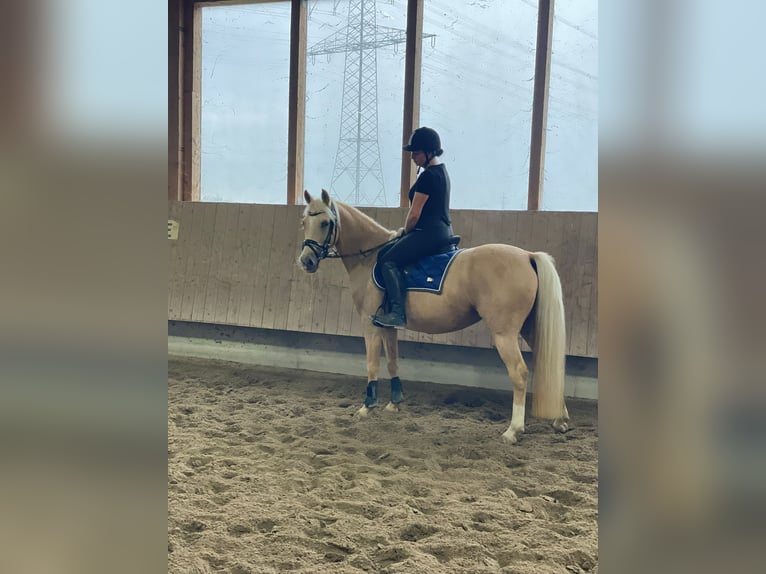 Duitse rijpony Merrie 13 Jaar 148 cm Palomino in Forst