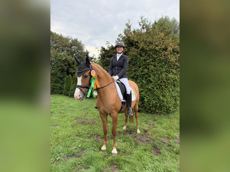 Duitse rijpony Merrie 13 Jaar 148 cm Red Dun in Stuhr