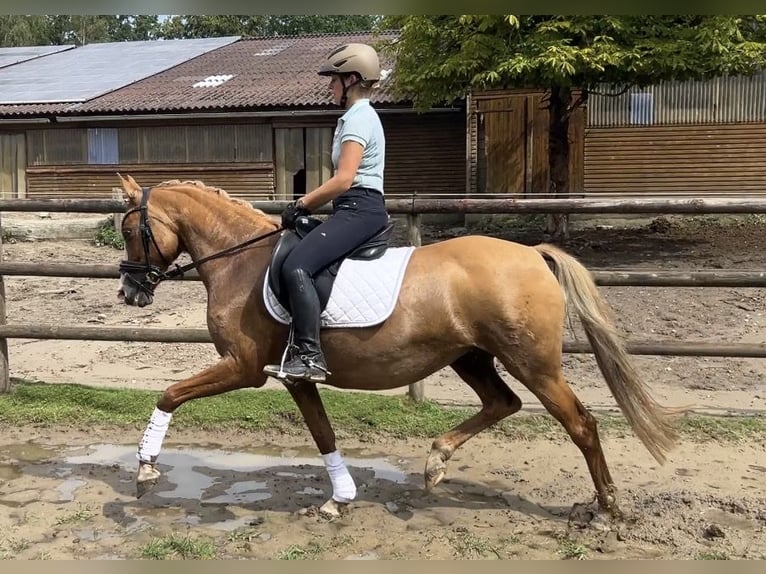 Duitse rijpony Merrie 13 Jaar 148 cm Red Dun in Stuhr