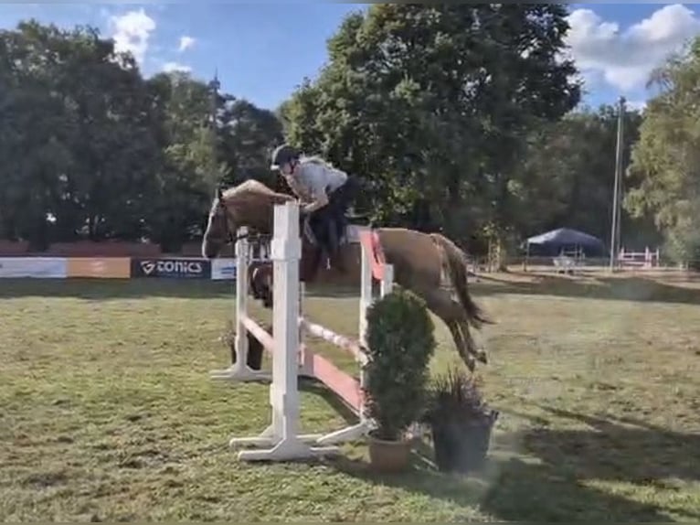 Duitse rijpony Merrie 13 Jaar 148 cm Red Dun in Stuhr