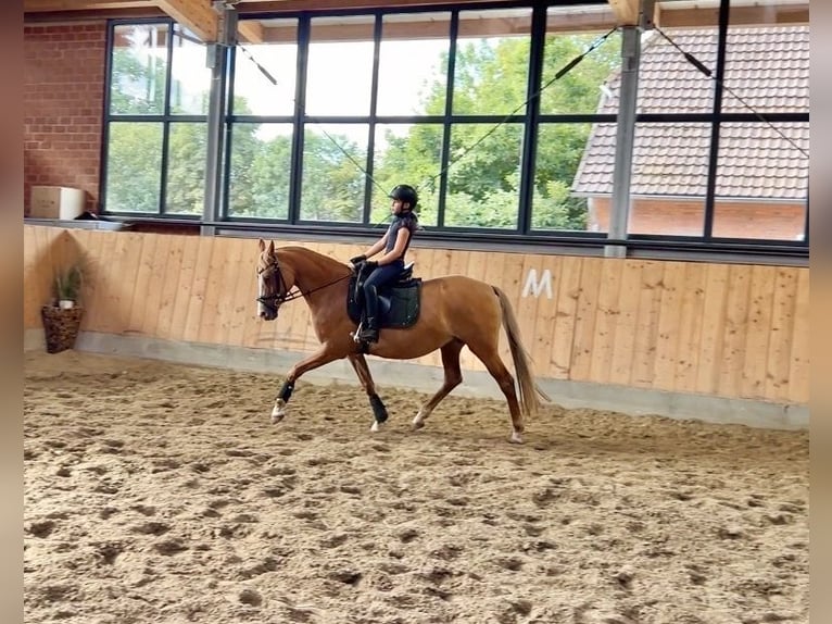 Duitse rijpony Merrie 13 Jaar 148 cm Red Dun in Stuhr