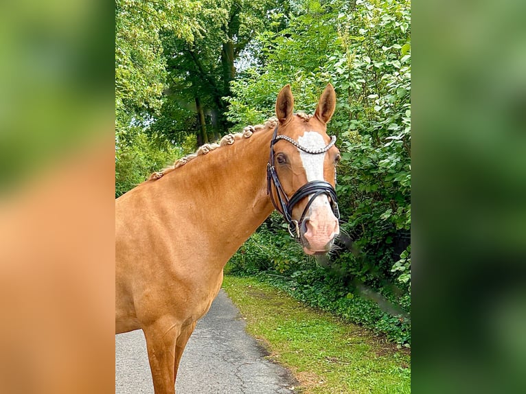 Duitse rijpony Merrie 13 Jaar 148 cm Red Dun in Stuhr