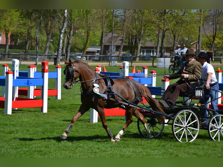 Duitse rijpony Merrie 13 Jaar 148 cm Vos in Oering