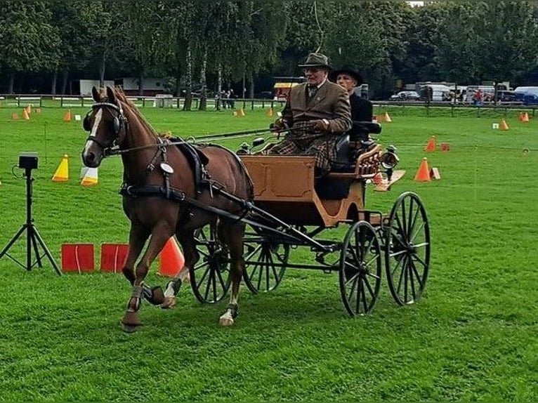 Duitse rijpony Merrie 13 Jaar 148 cm Vos in Oering