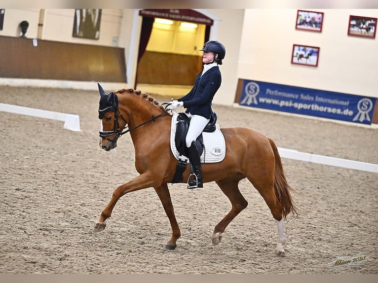 Duitse rijpony Merrie 13 Jaar 148 cm Vos in Bramsche