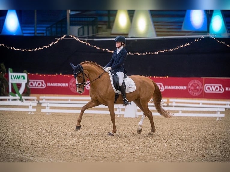 Duitse rijpony Merrie 13 Jaar 148 cm Vos in Bramsche