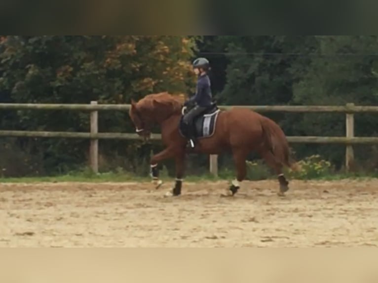 Duitse rijpony Merrie 13 Jaar 148 cm Vos in Bramsche