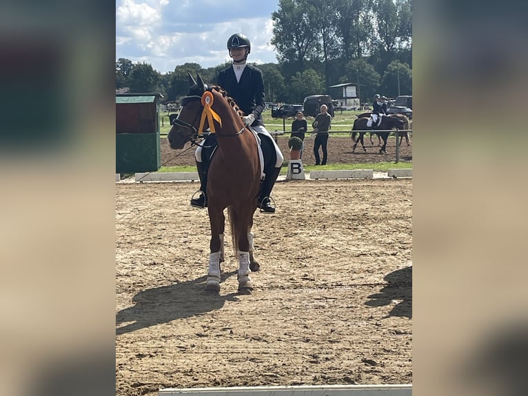 Duitse rijpony Merrie 13 Jaar 148 cm Vos in Bramsche