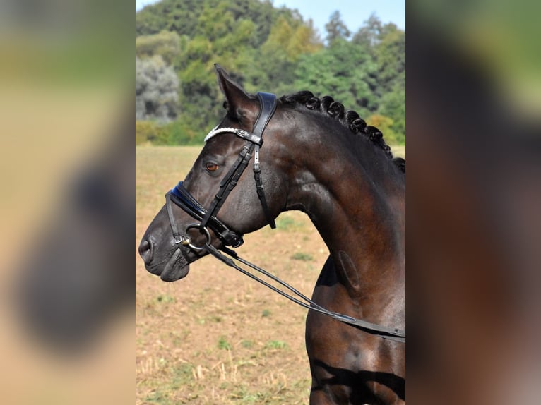 Duitse rijpony Merrie 13 Jaar 148 cm Zwart in Klötze