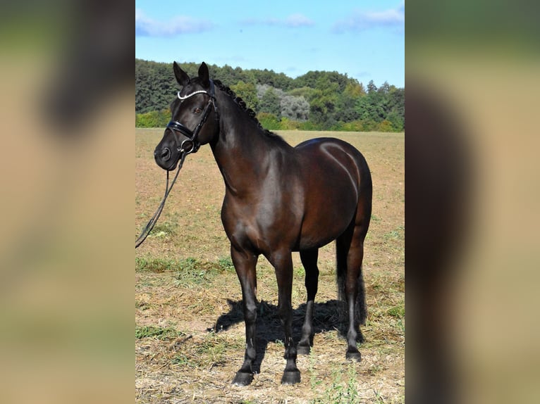 Duitse rijpony Merrie 13 Jaar 148 cm Zwart in Klötze