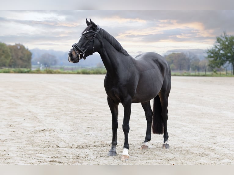 Duitse rijpony Merrie 13 Jaar 148 cm Zwartbruin in Witten