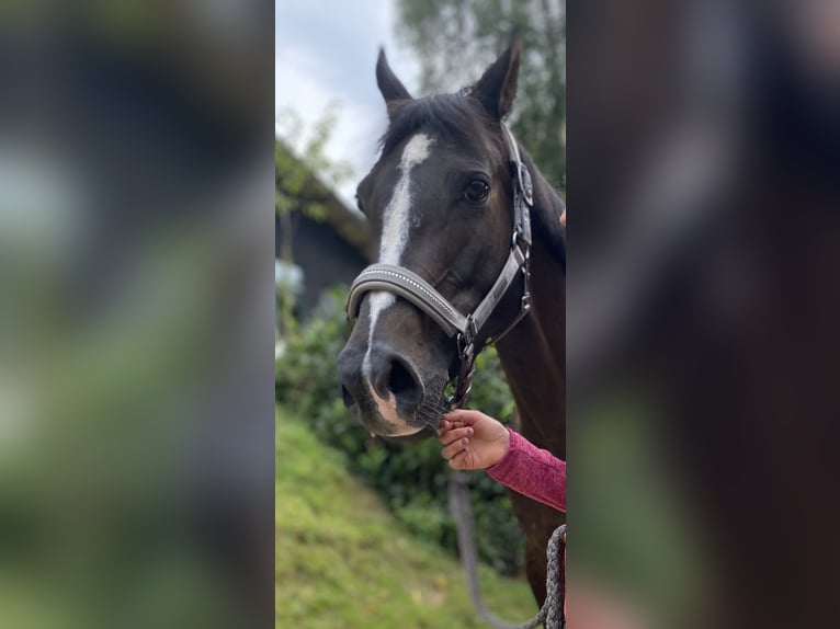 Duitse rijpony Merrie 13 Jaar 148 cm Zwartbruin in Witten