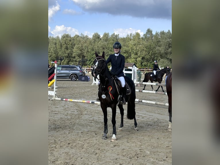 Duitse rijpony Merrie 13 Jaar 148 cm Zwartbruin in Witten