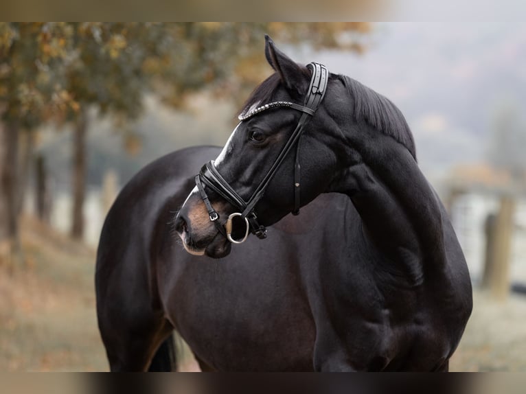 Duitse rijpony Merrie 13 Jaar 148 cm Zwartbruin in Witten