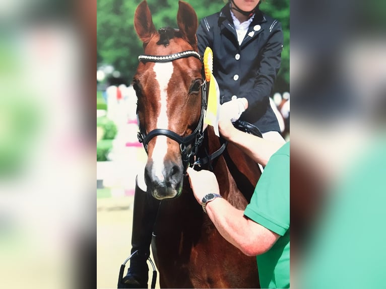 Duitse rijpony Merrie 13 Jaar 149 cm Donkere-vos in Overath