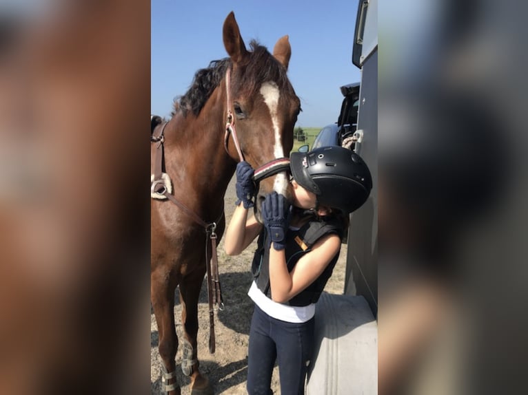 Duitse rijpony Merrie 13 Jaar 149 cm Donkere-vos in Overath