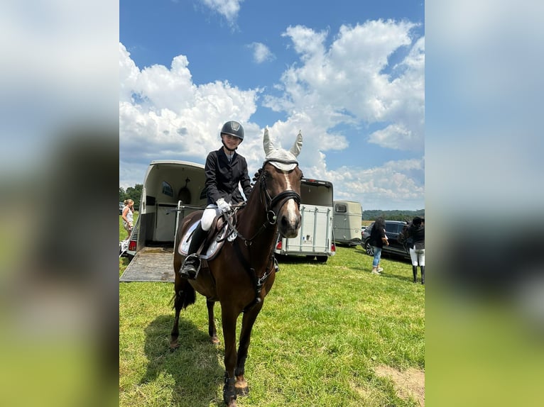 Duitse rijpony Merrie 13 Jaar 149 cm Donkere-vos in Overath