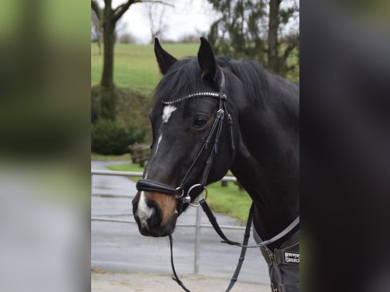 Duitse rijpony Merrie 13 Jaar 150 cm Donkerbruin in Grevenbroich