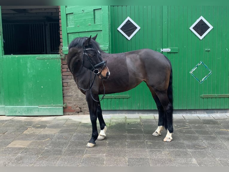 Duitse rijpony Merrie 13 Jaar 150 cm Donkerbruin in Grevenbroich