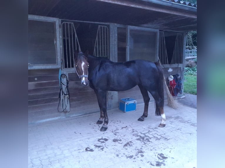 Duitse rijpony Merrie 13 Jaar 150 cm Donkere-vos in Kiel