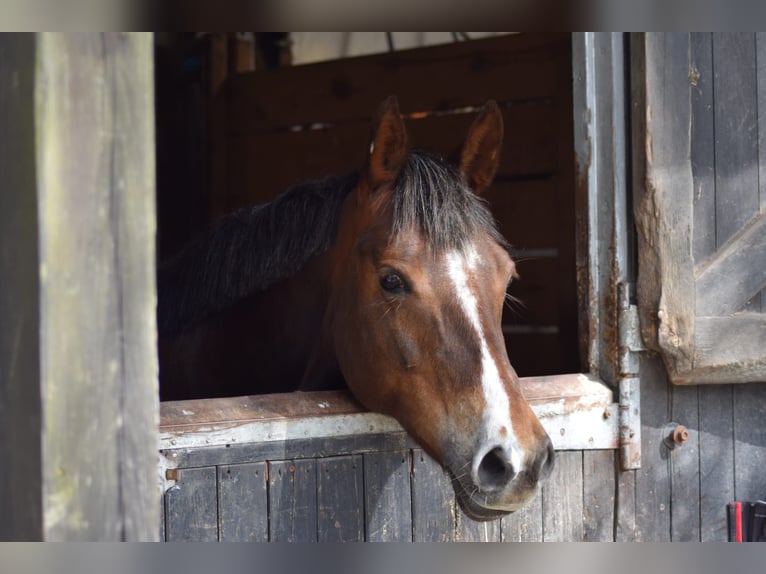 Duitse rijpony Merrie 13 Jaar 150 cm Donkere-vos in Kiel