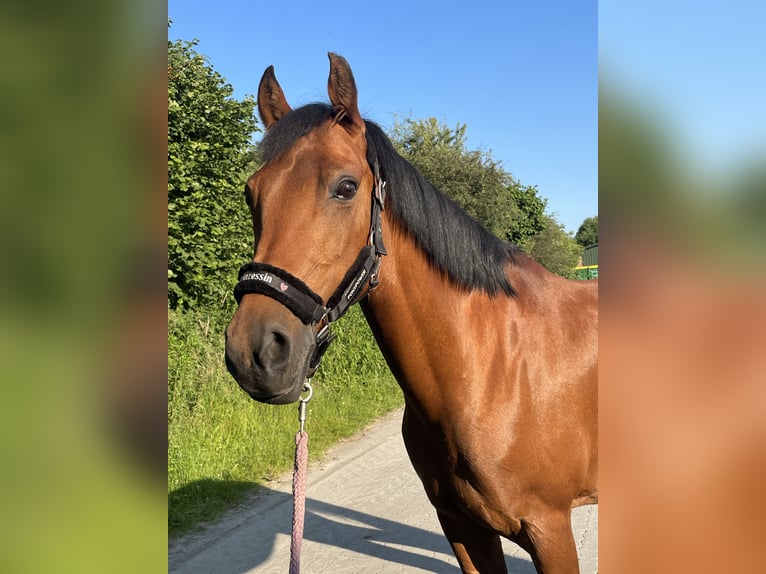 Duitse rijpony Merrie 13 Jaar 154 cm Bruin in Vahrendorf