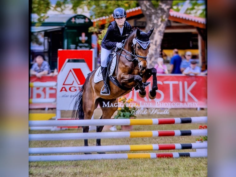 Duitse rijpony Merrie 13 Jaar 154 cm Donkerbruin in Osternienburger Land