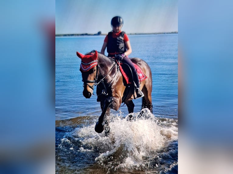 Duitse rijpony Merrie 13 Jaar 154 cm Donkerbruin in Osternienburger Land