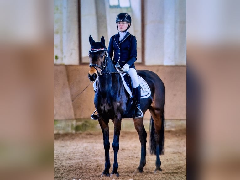 Duitse rijpony Merrie 13 Jaar 154 cm Donkerbruin in Osternienburger Land