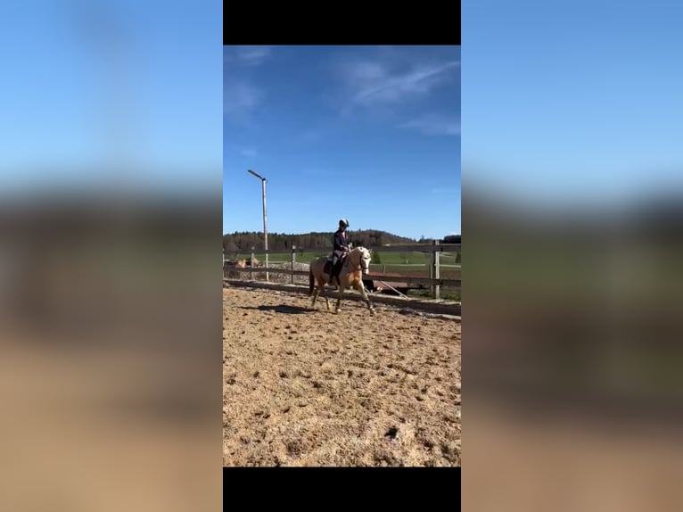 Duitse rijpony Merrie 13 Jaar 155 cm Palomino in Dießen am Ammersee