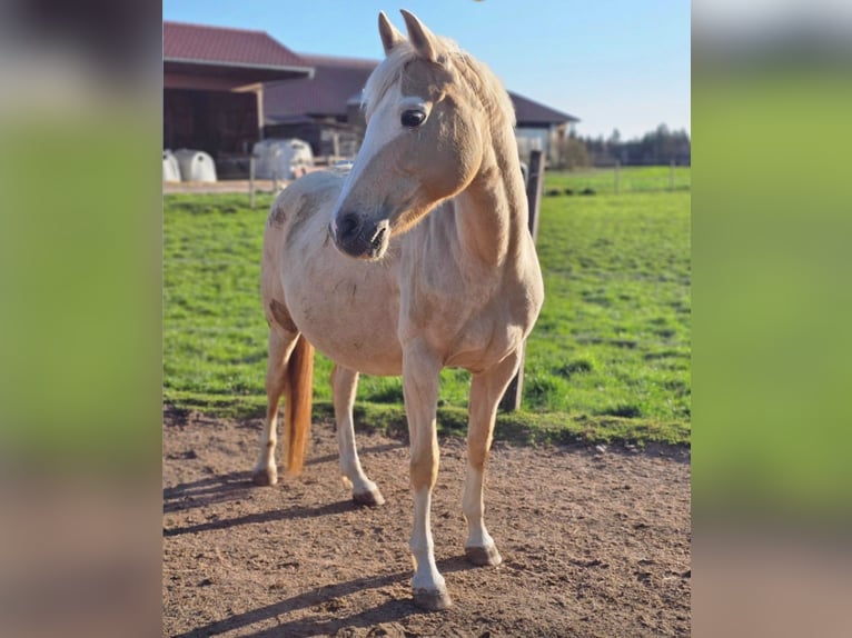 Duitse rijpony Merrie 13 Jaar 155 cm Palomino in Dießen am Ammersee