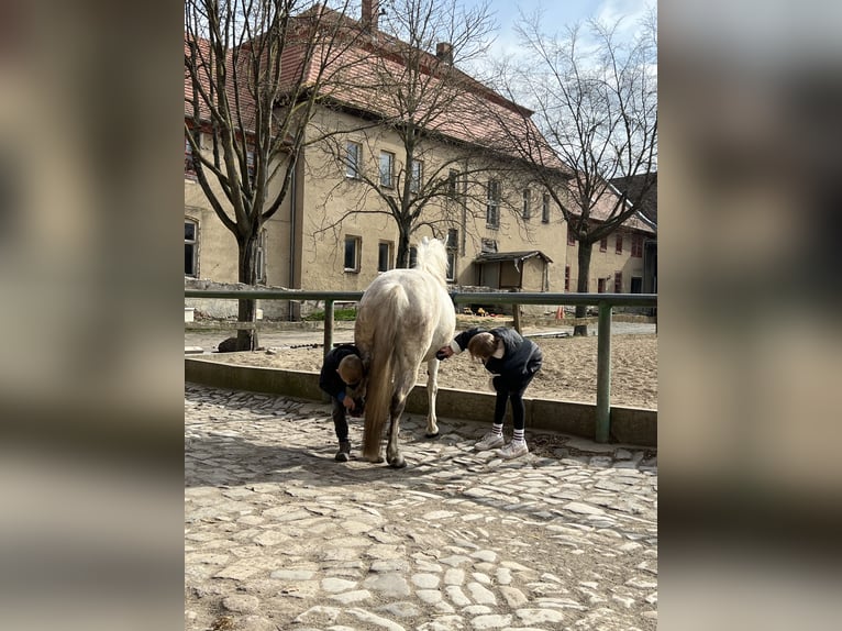 Duitse rijpony Mix Merrie 14 Jaar 133 cm Rood schimmel in Frose