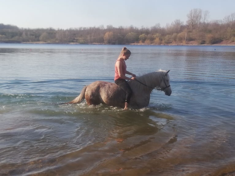 Duitse rijpony Mix Merrie 14 Jaar 133 cm Rood schimmel in Frose