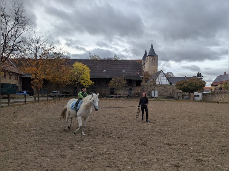 Duitse rijpony Mix Merrie 14 Jaar 133 cm Rood schimmel in Frose