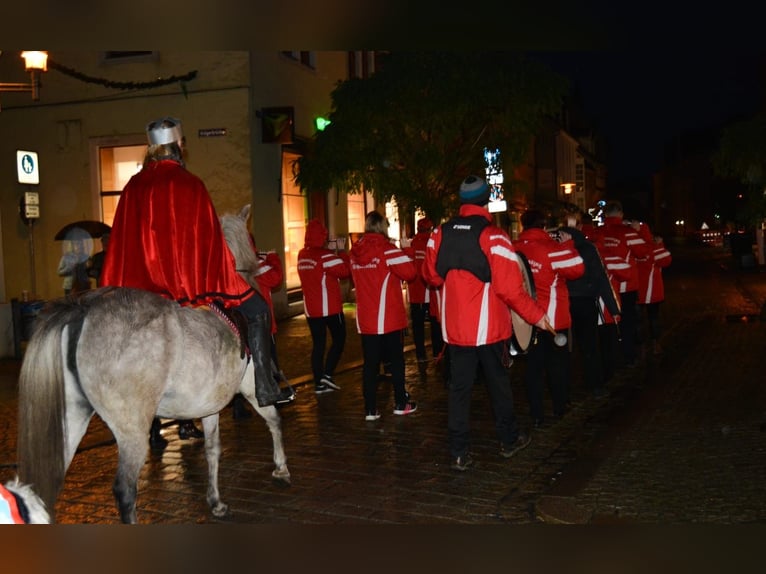 Duitse rijpony Mix Merrie 14 Jaar 133 cm Rood schimmel in Frose