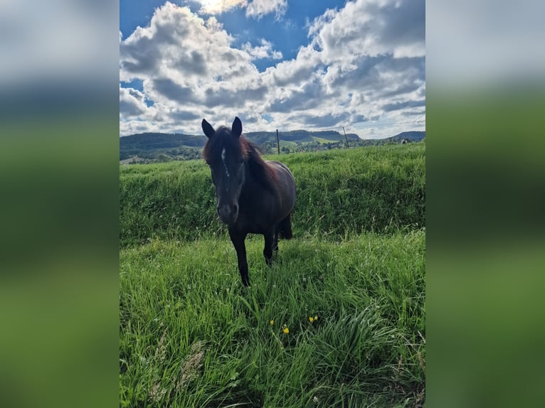 Duitse rijpony Mix Merrie 14 Jaar 135 cm Zwart in Sternenfels