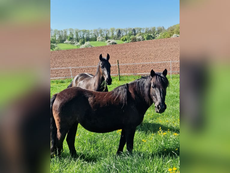 Duitse rijpony Mix Merrie 14 Jaar 135 cm Zwart in Sternenfels