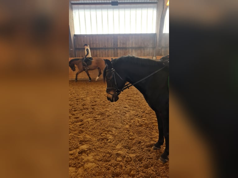 Duitse rijpony Merrie 14 Jaar 140 cm Donkerbruin in Detmold