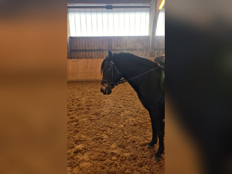 Duitse rijpony Merrie 14 Jaar 140 cm Donkerbruin in Detmold