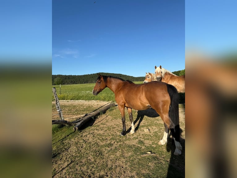 Duitse rijpony Merrie 14 Jaar 140 cm  in Birgland