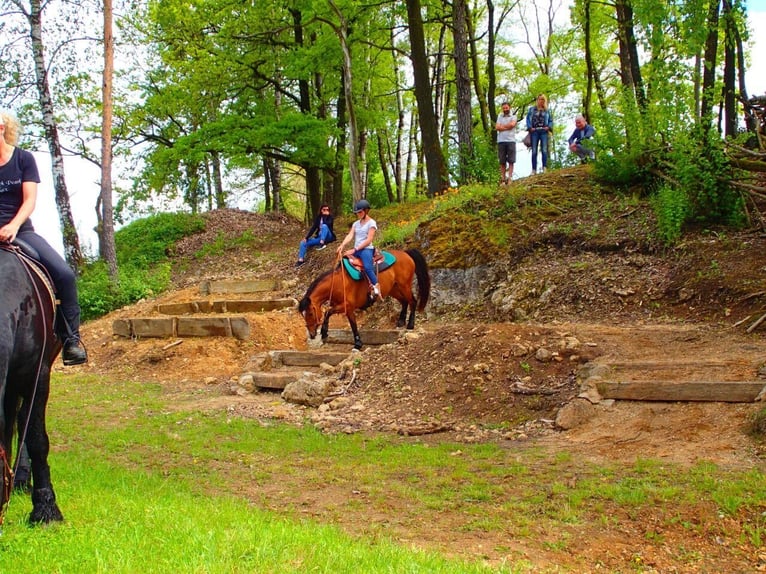 Duitse rijpony Merrie 14 Jaar 140 cm  in Birgland