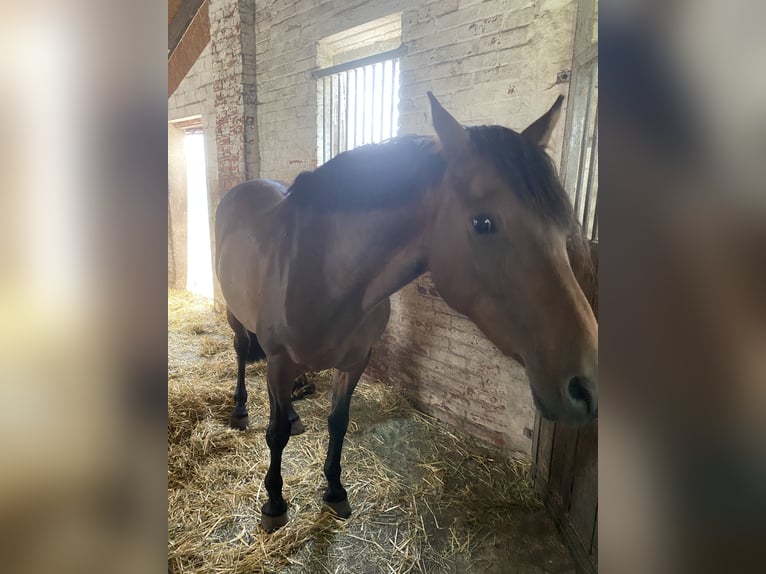 Duitse rijpony Merrie 14 Jaar 142 cm Bruin in Warmsen