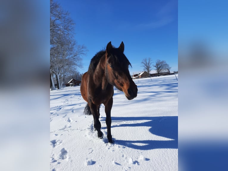 Duitse rijpony Merrie 14 Jaar 142 cm Bruin in Warmsen