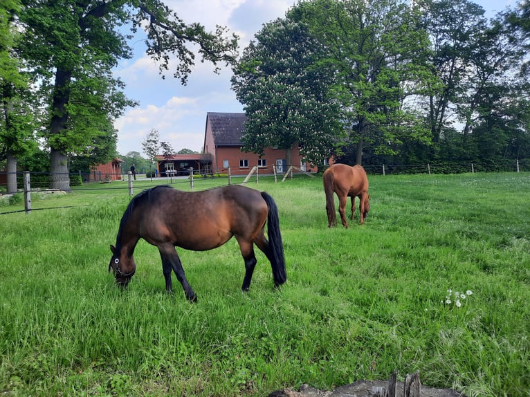 Duitse rijpony Merrie 14 Jaar 142 cm Bruin in Warmsen