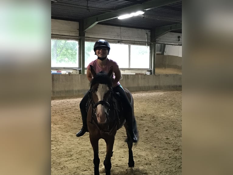 Duitse rijpony Merrie 14 Jaar 142 cm Bruin in Dassel