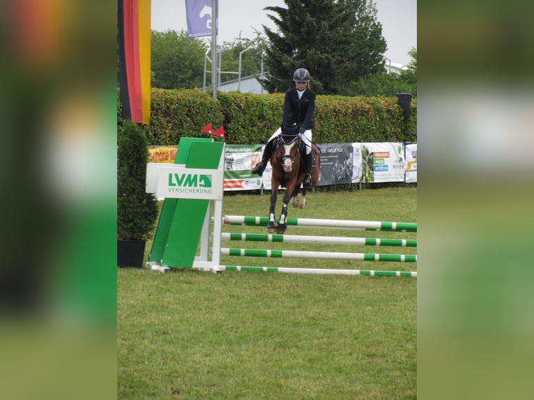 Duitse rijpony Merrie 14 Jaar 142 cm Bruin in Dassel