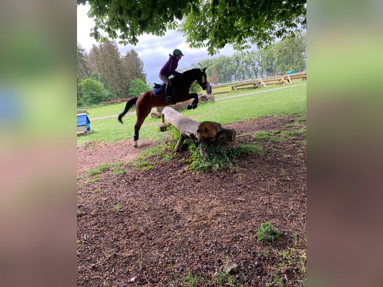 Duitse rijpony Merrie 14 Jaar 142 cm Bruin in Dassel