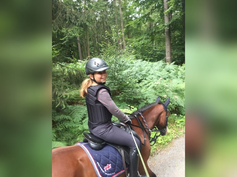 Duitse rijpony Merrie 14 Jaar 142 cm Bruin in Dassel