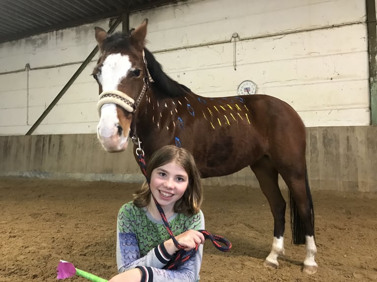 Duitse rijpony Merrie 14 Jaar 142 cm Bruin in Dassel